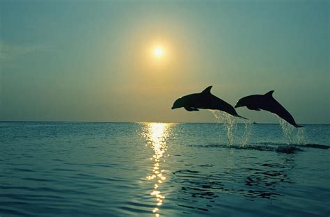 Pair Of Bottle Nose Dolphins Jumping Sunset Roatan Honduras Summer