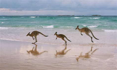 11 Of The Best Australian Safari Trips Wanderlust