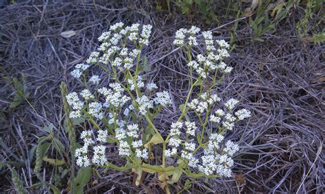 Tiny White Flowers Mother Natures Son