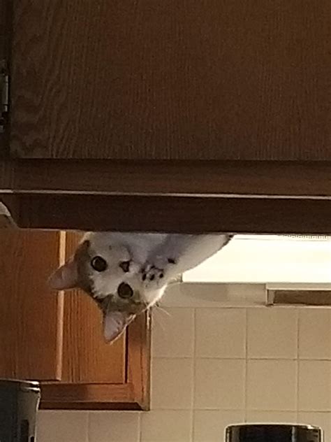 My Cat Hanging Upside Down In A Shelf Raww