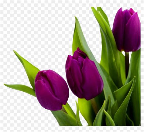 We did not find results for: Tulip Png Image - Purple Tulips White Background ...