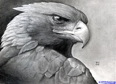 How To Draw A Eagle How To Draw A Realistic Eagle Golden Eagle Step