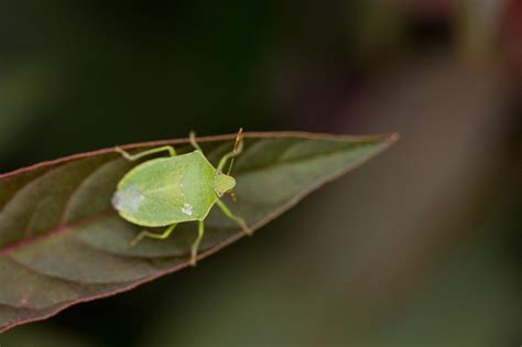 ミナミアオカメムシ | 虫の写真と生態なら昆虫写真図鑑「ムシミル」