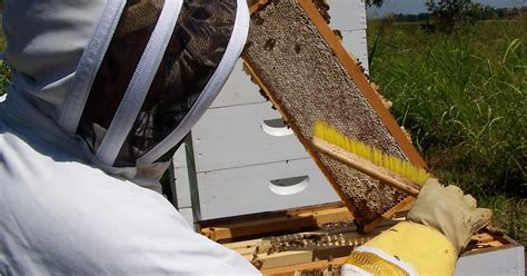 The Peace Bee Farmer Harvesting Honey