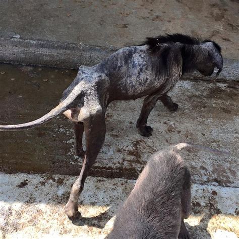 Thousands Of Abused Dogs Rescued In Romania By Uks Paws2rescue Daily