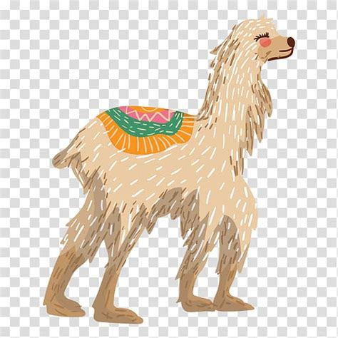 Llama Alpaca Camel Guanaco Illustration Camel Transparent Background