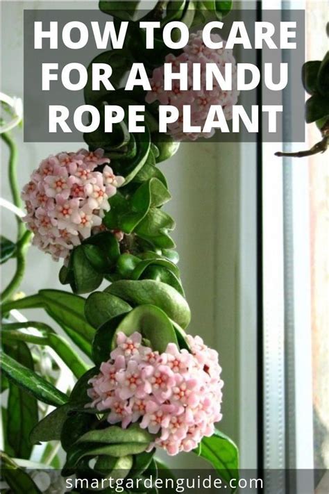 How To Care For And Grow A Hindu Rope Plant Hoya Carnosa Compacta