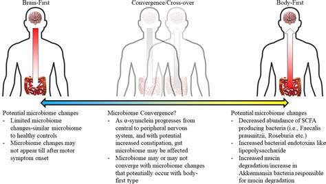 Frontiers To The Gut Microbiome And Beyond The Brain First Or Body