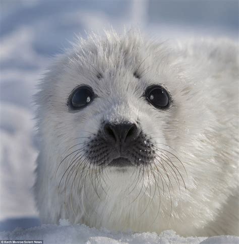 Its Not Too Cold Is It Mum Cute Baby Seal Tests The Temperature Of