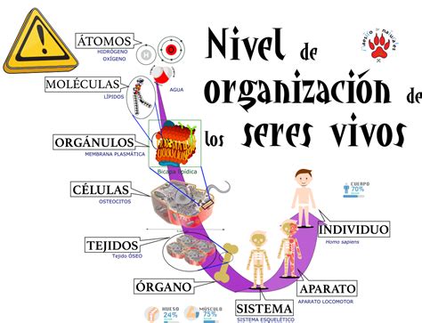 Niveles De Organizacion Niveles De Organizacion Images