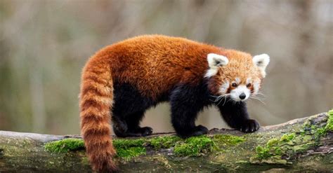 10 Incredible Red Panda Facts Wiki Point