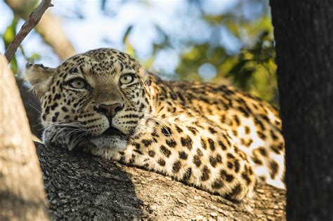 Big Cat Leopard Wildlife Predator N Wallpaper 2000x1333 1198684