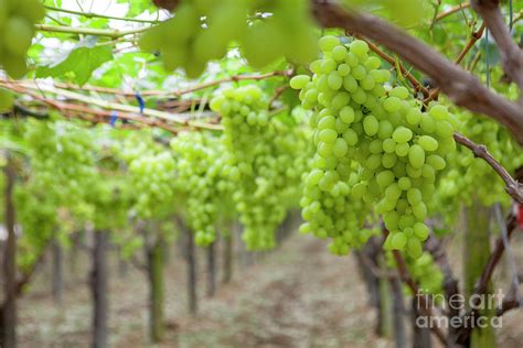 Bunches Of White Grapes In The Vineyard Photograph By Agata Lagati Pixels