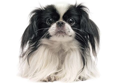 Japanese Chin Facts And Beyond Biology Dictionary