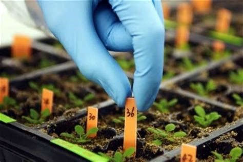 Le principali colture ogm nel mondo sono soia 61%, mais 23% , cotone 11% (nel mondo abbiamo 1,5 miliardi di ettari coltivati di cui 90 milioni per piante con dna ricombinato, ovvero circa il. OGM sì - OGM no, nel 2014 crescono nel mondo, calano in ...
