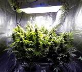 Outdoor Marijuana Grow Tent