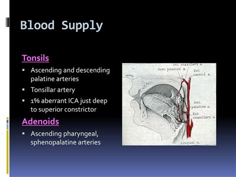 Ppt Tonsillectomy And Adenoidectomy Powerpoint Presentation Free