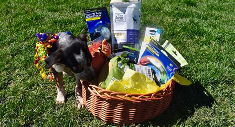 Dog treats gift baskets dog toy dog bowl wheat free dog treats organic too. How To Put Together The Ultimate New Puppy Gift Basket ...