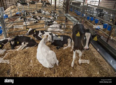 Domestic Cattle Holstein Dairy Calves On Straw Bedding In Pens