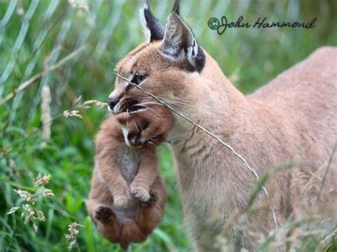 10 Best Caracal Images On Pinterest Caracal Kittens