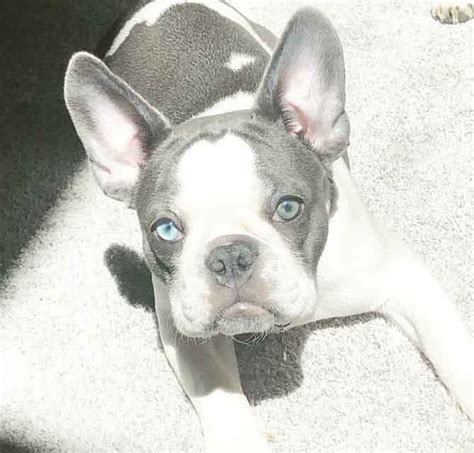They adjust well to other animals, too, and are great with kids. French Bulldog Colors Explained | Ethical Frenchie