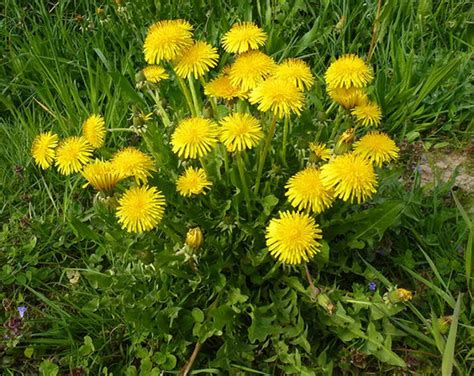 Der löwenzahn ist nicht nur ein ungeliebtes unkraut im garten, sondern wird auch in der küche verwendet. Löwenzahn - Energetik für Menschen, Lebensräume & Unternehmen