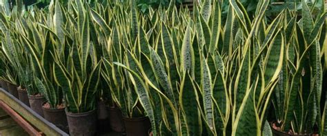 11 Types Of Snake Plant Varieties Sansevieria Varieties With Pictures