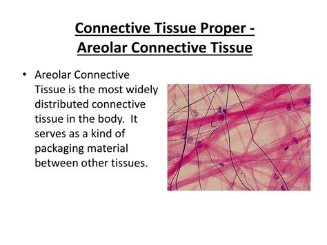 Ppt Histology 2 Connective Tissue Powerpoint Presentation Free