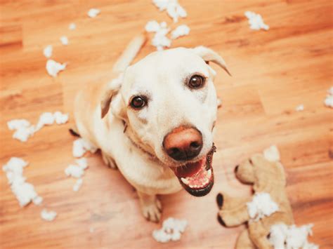 The Dog Trainer What To Do When Your Dog Doesnt Listen