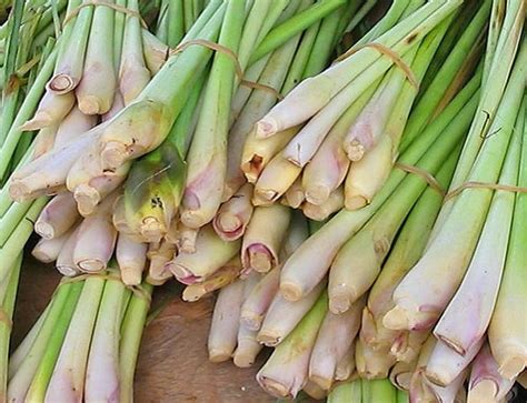 Bahkan banyak obat dan produk kecantikan yang berbahan baku. 22 Manfaat Dan Khasiat Batang Serai (Sereh) Untuk ...