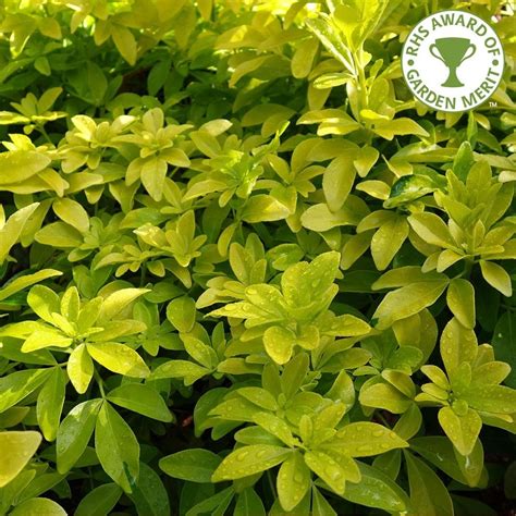 Maybe you would like to learn more about one of these? Buy Choisya Ternata Sundance | Mexican Orange Blossom