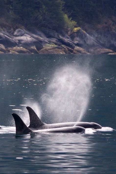 Orcas Kenai Fjords National Park Nps Photo Jim Pfeiffenberger