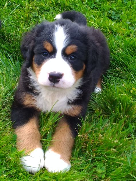 Bernese Mountain Dog Puppy For Sale Near Me Hailey Info