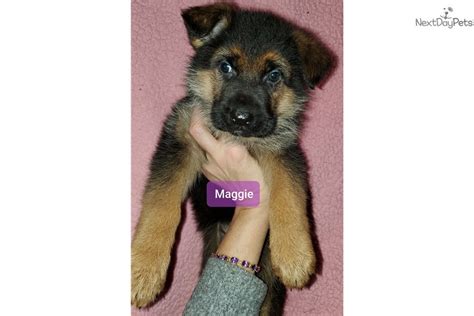 She is the sweetest most loving dog and is an important part of our family. Maggie: German Shepherd puppy for sale near Fairbanks ...