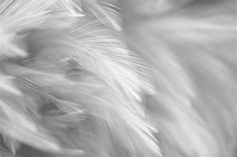 Premium Photo Bird Feather Texture For Background