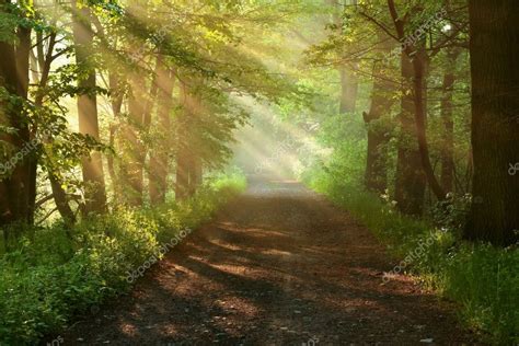 Beautiful Morning In Forest — Stock Photo © Pitrs10 2441526