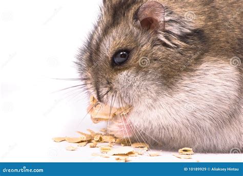 Dwarf Hamster Eating Pumpkin Seed Stock Image Image Of Pumpkin