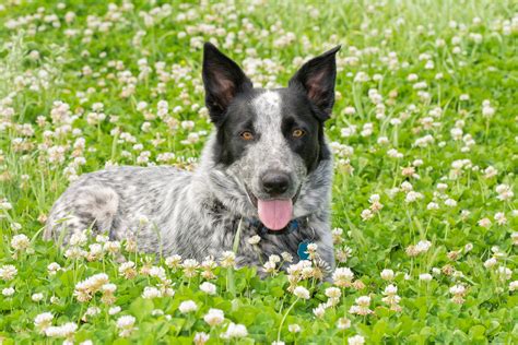 The Definitive Guide To The Texas Heeler Dog Breed Breedexpert