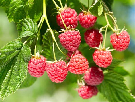 How To Plant Raspberry Bushes