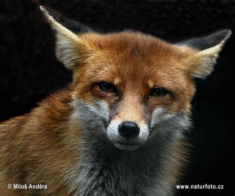 Vulpes Vulpes Pictures Red Fox Images Nature Wildlife Photos
