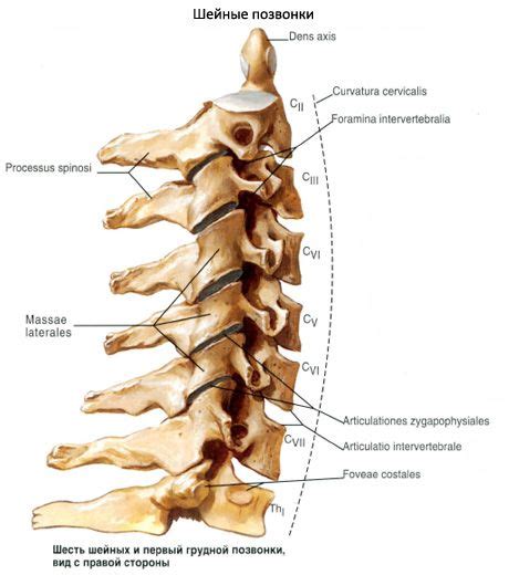 Cervical Vertebrae Anatomy Structure Function