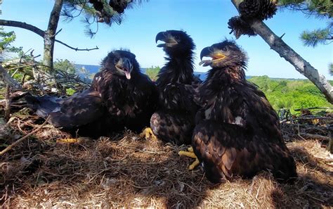 White Tailed Eagle Chicks Hatch In County Clare Bbc News