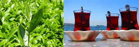 Kaliteli Çay: Kaliteli Çay Nasıl Anlaşılır?