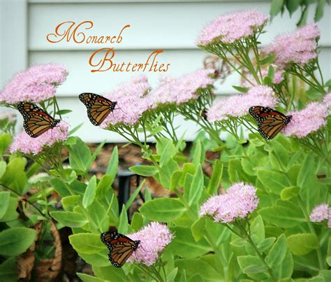 Monarch Butterflies Grateful Prayer Thankful Heart