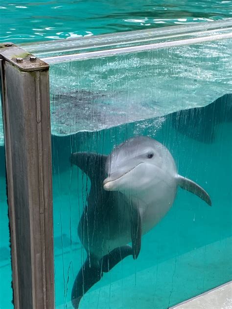 Atlantic Bottlenose Dolphin 011219 Zoochat