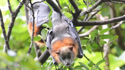 Minimising The Impact Of Flying Fox Camps Near Residential Areas