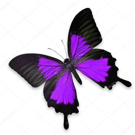 Beautiful Black And Purple Butterfly — Stock Photo © Thawats 44816927