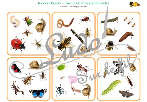 Jeu Des Doubles Insectes Et Autres Petites B Tes Ludo Sur Le Fil