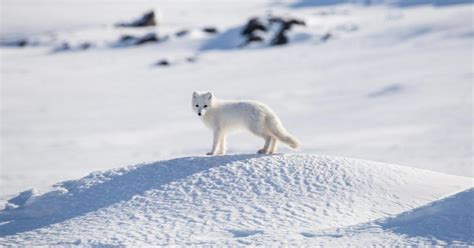 Fox Crosses Arctic To Reach Canada From Norway In Record Time