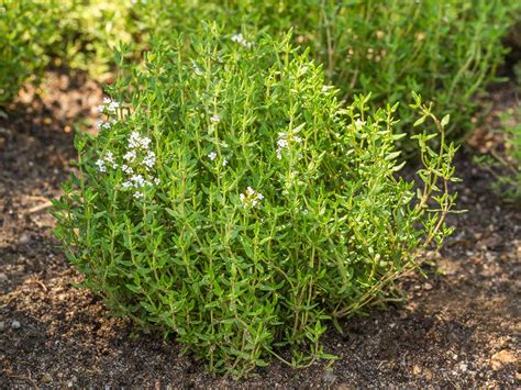 How To Grow And Care For Thyme Love The Garden